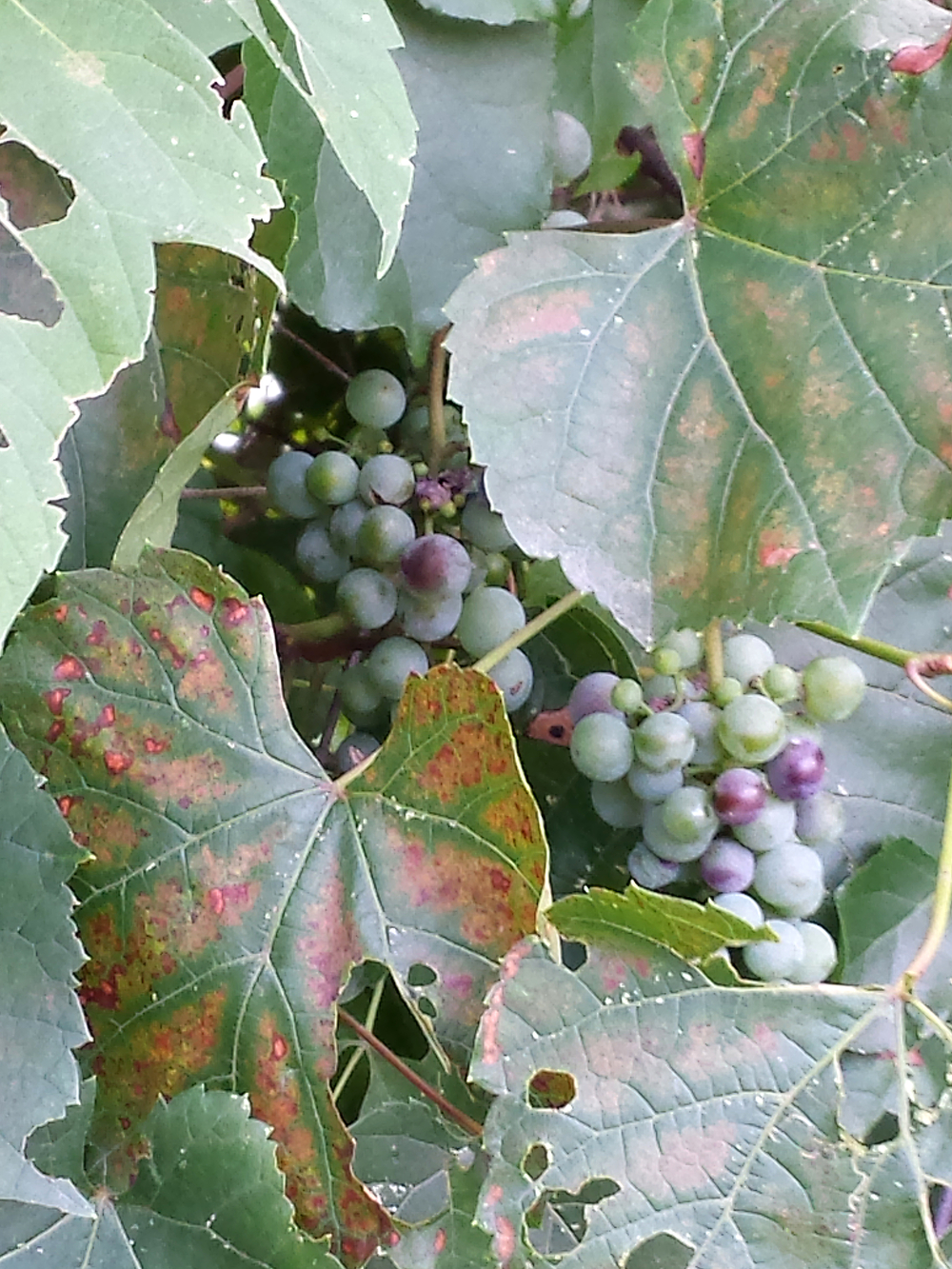 Cluster of wild grapes Cluster of wild grapes