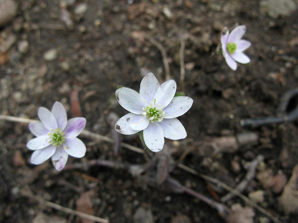 Sharp-lobed hepatica wildflowers sharp-lobed hepatica flowers