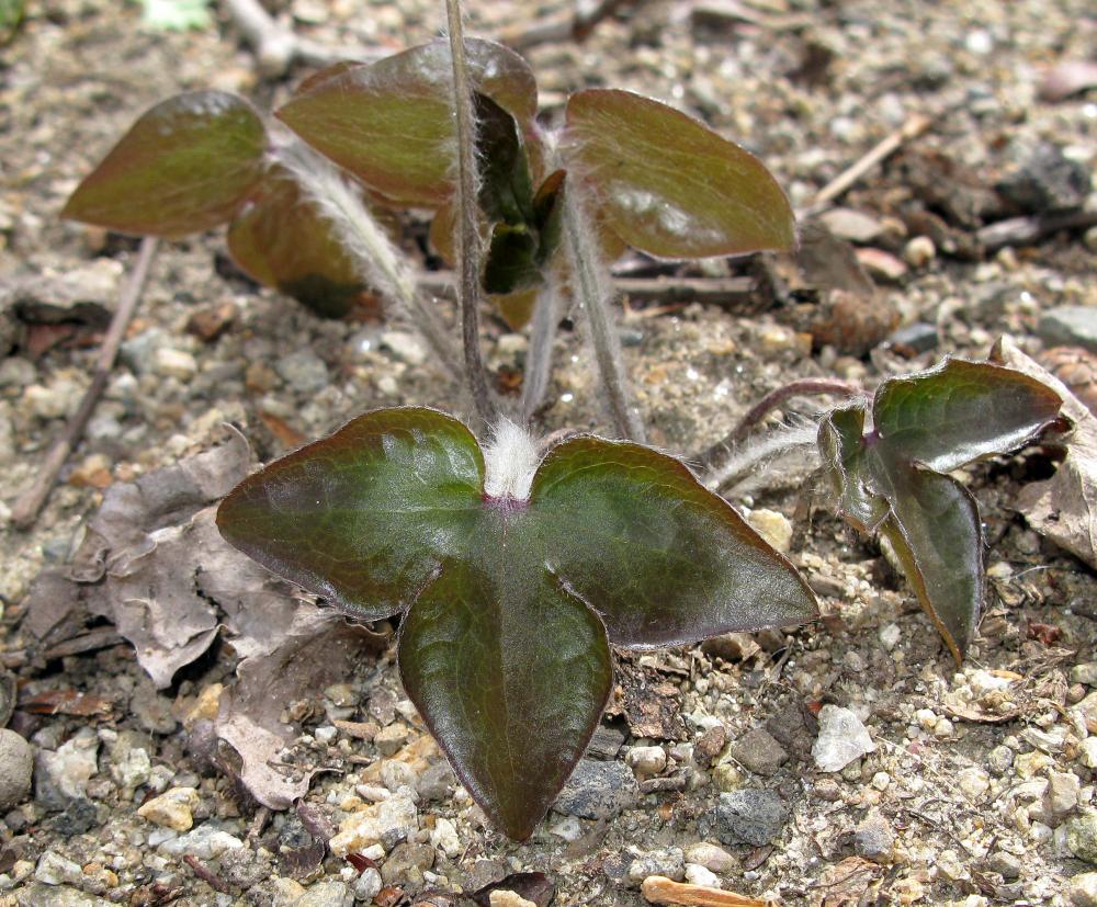 Leaves of sharp-lobed hepatica (Anemone acutiloba) Leaves of sharp-lobed hepatica (Anemone acutiloba)